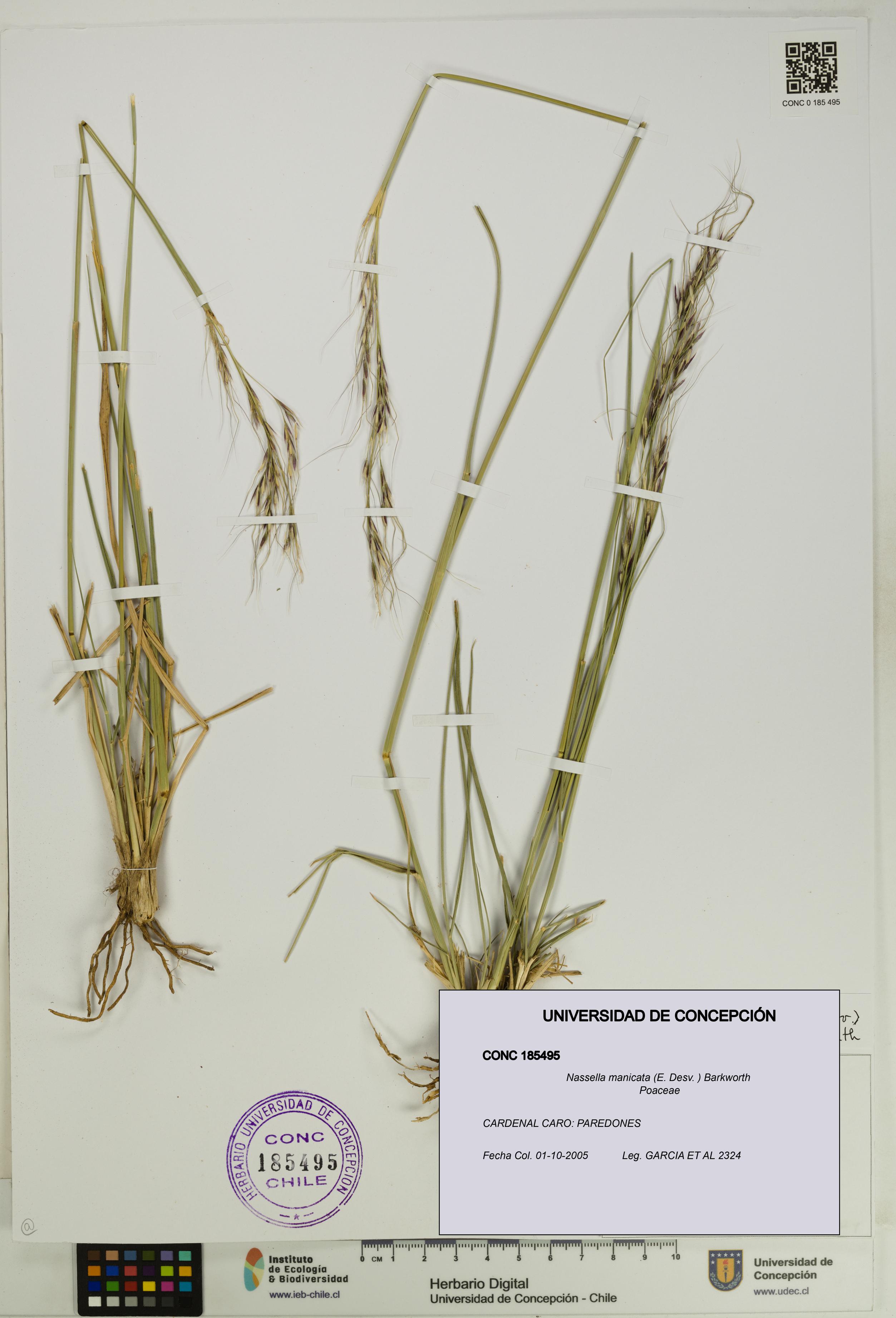 Nassella manicata [Espécimen: UDEC:CONC:0185495]
