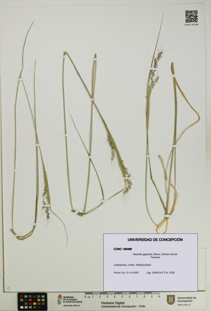 Nassella gigantea [Espécimen: UDEC:CONC:0185496]