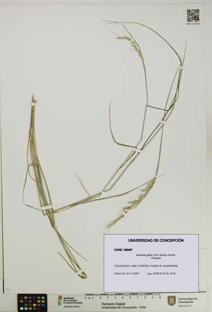 Nassella gibba [Espécimen: UDEC:CONC:0185497]