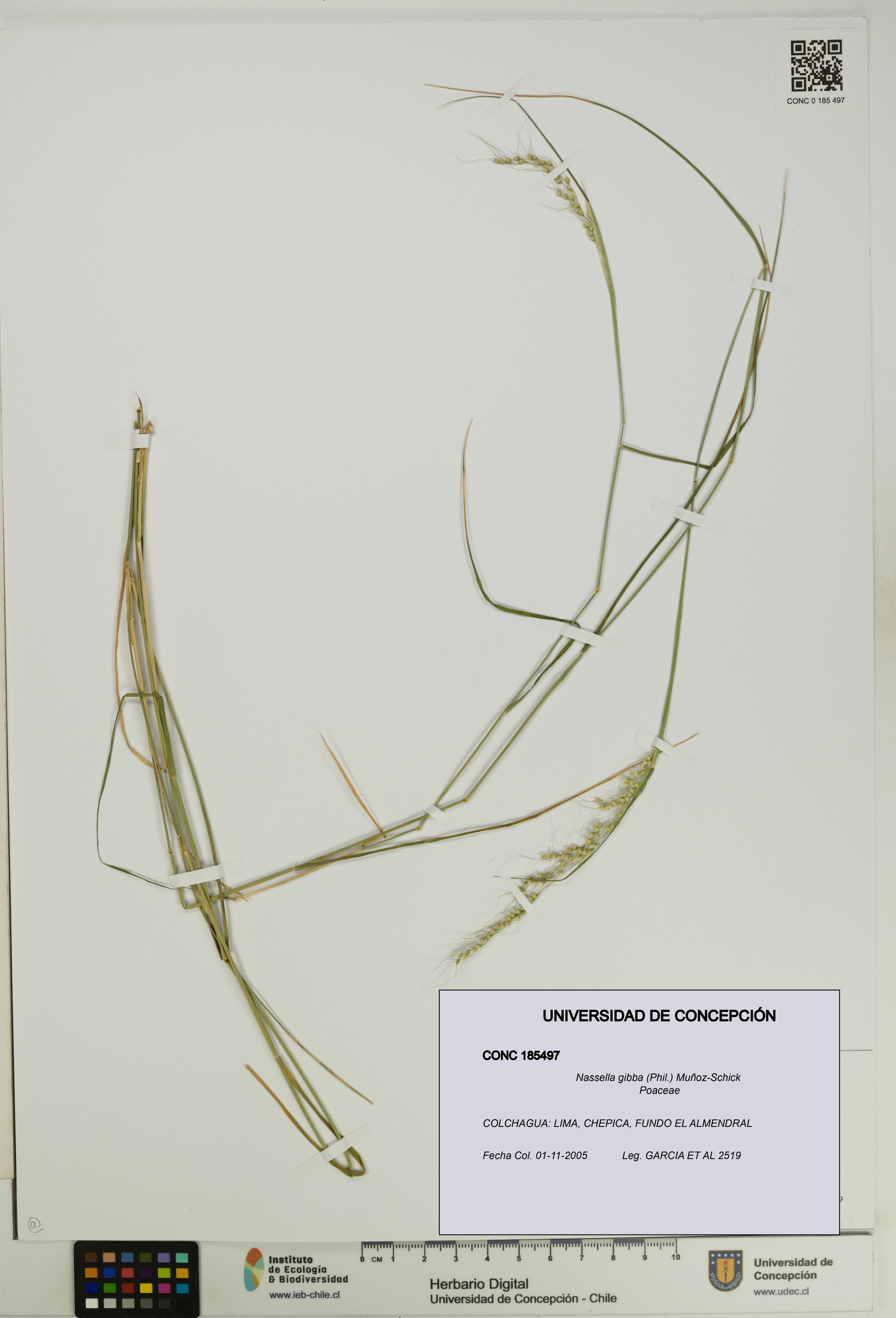 Nassella gibba [Espécimen: UDEC:CONC:0185497]