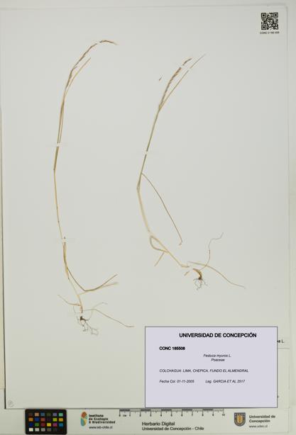 Festuca myuros [Espécimen: UDEC:CONC:0185508]
