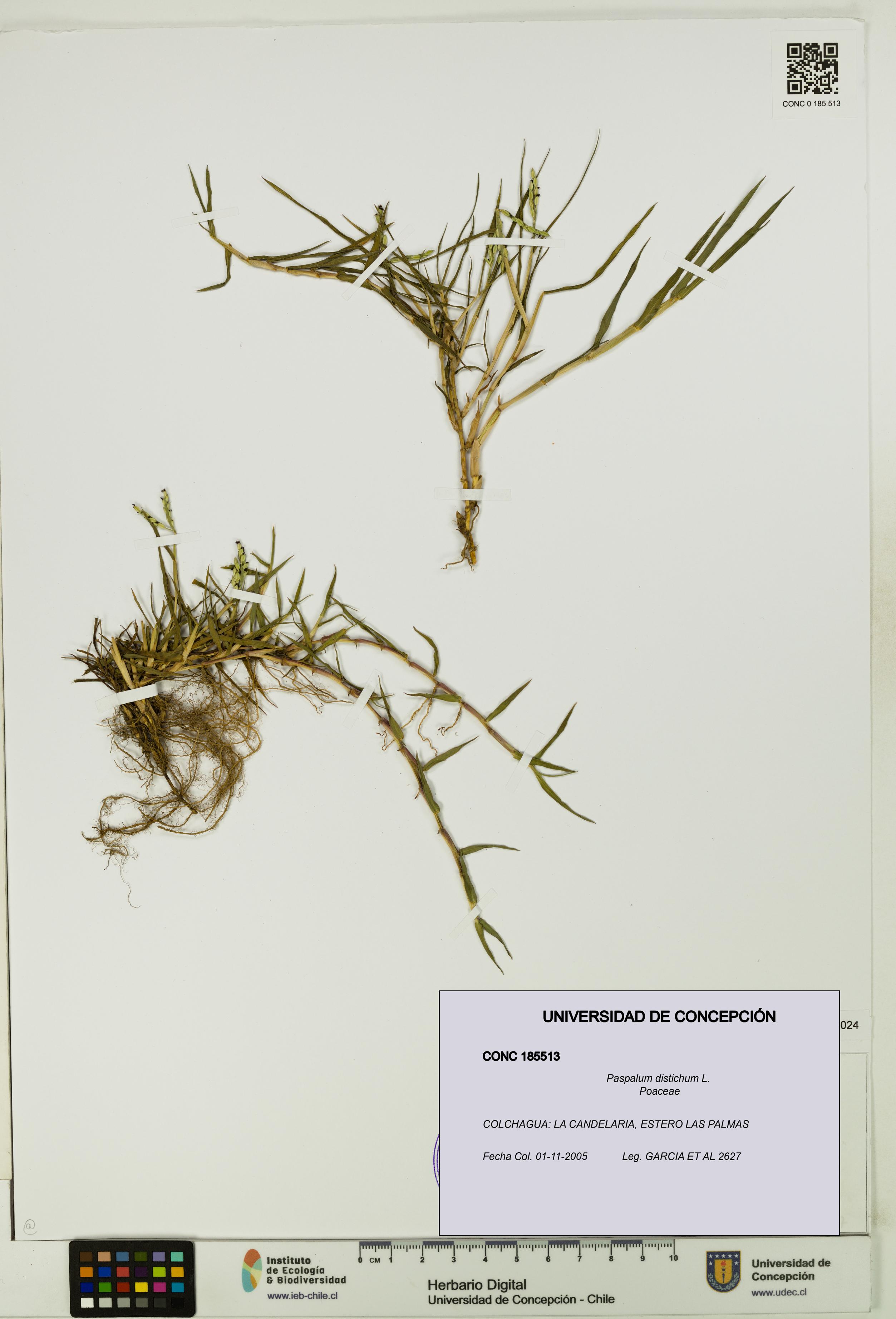 Paspalum distichum [Espécimen: UDEC:CONC:0185513]