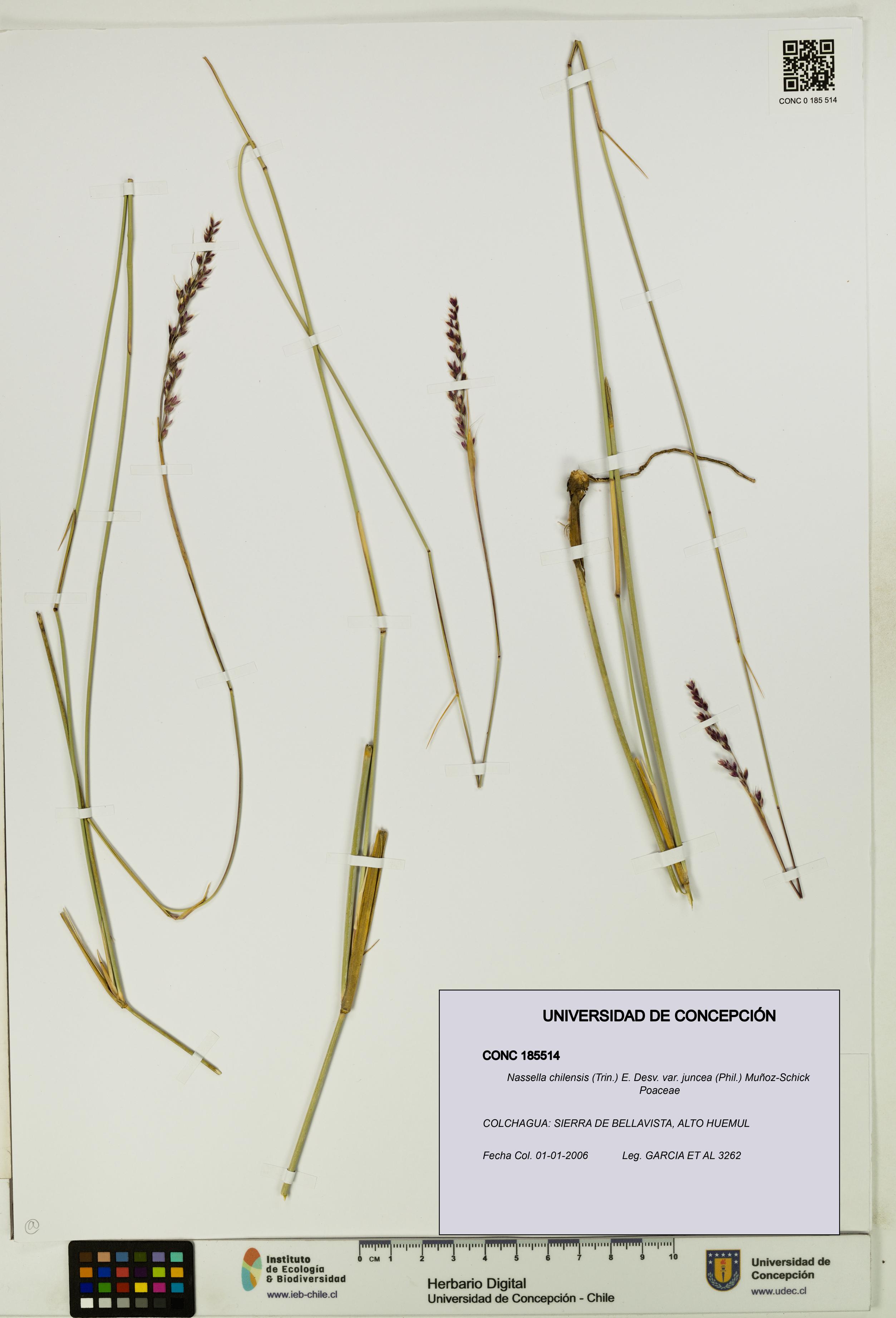 Nassella chilensis var. juncea [Espécimen: UDEC:CONC:0185514]