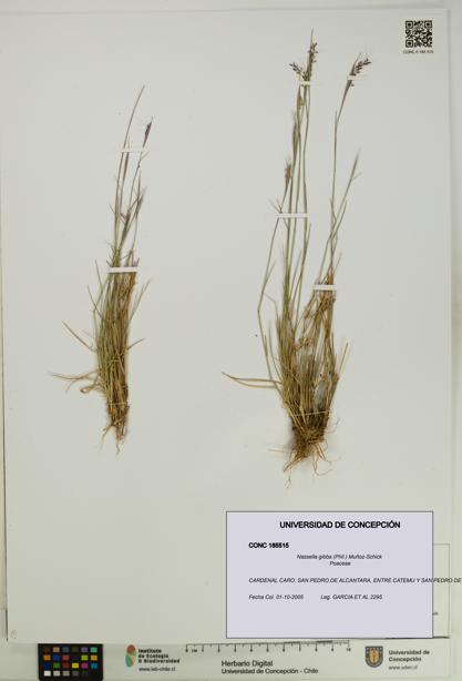 Nassella gibba [Espécimen: UDEC:CONC:0185515]