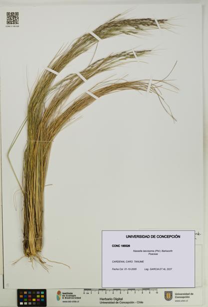 Nassella laevissima [Espécimen: UDEC:CONC:0185526]