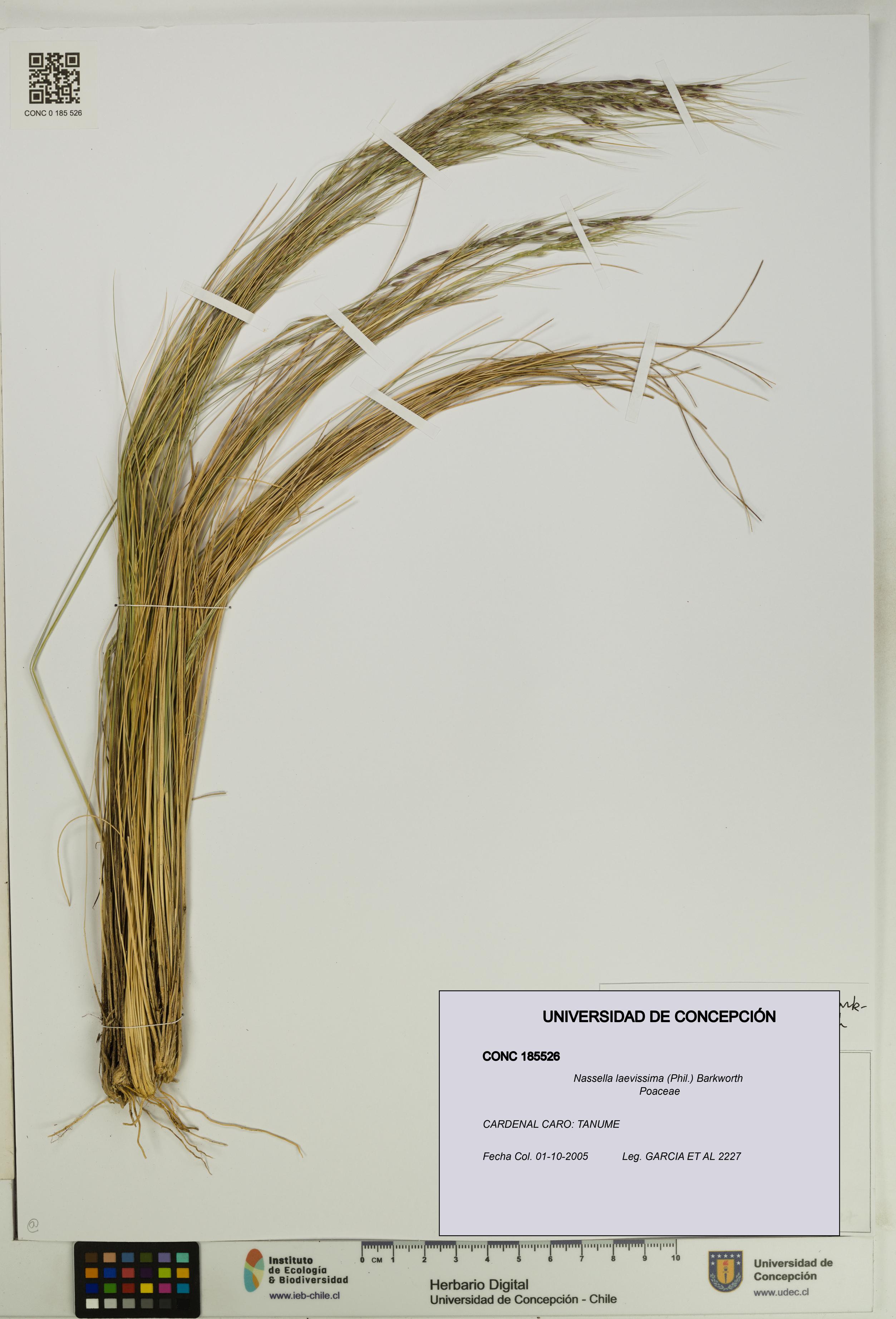 Nassella laevissima [Espécimen: UDEC:CONC:0185526]