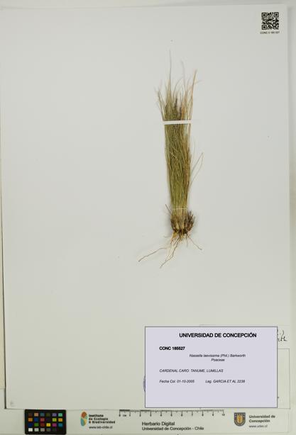 Nassella laevissima [Espécimen: UDEC:CONC:0185527]