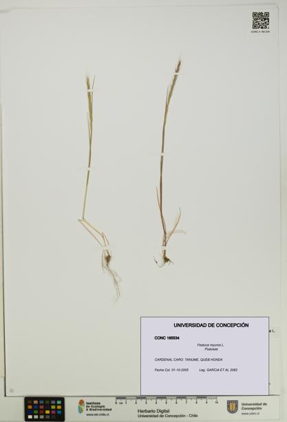 Festuca myuros [Espécimen: UDEC:CONC:0185534]