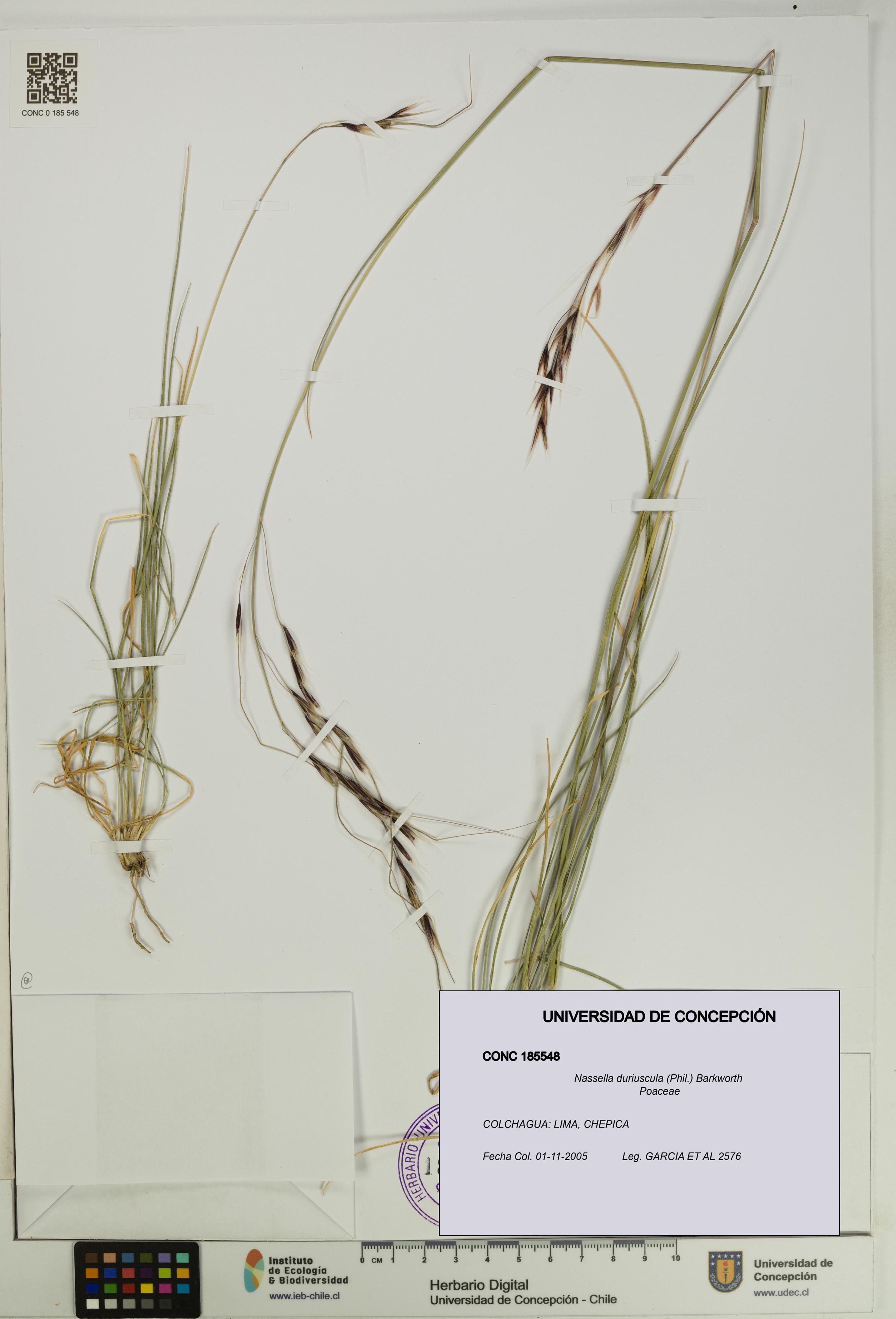 Nassella duriuscula [Espécimen: UDEC:CONC:0185548]