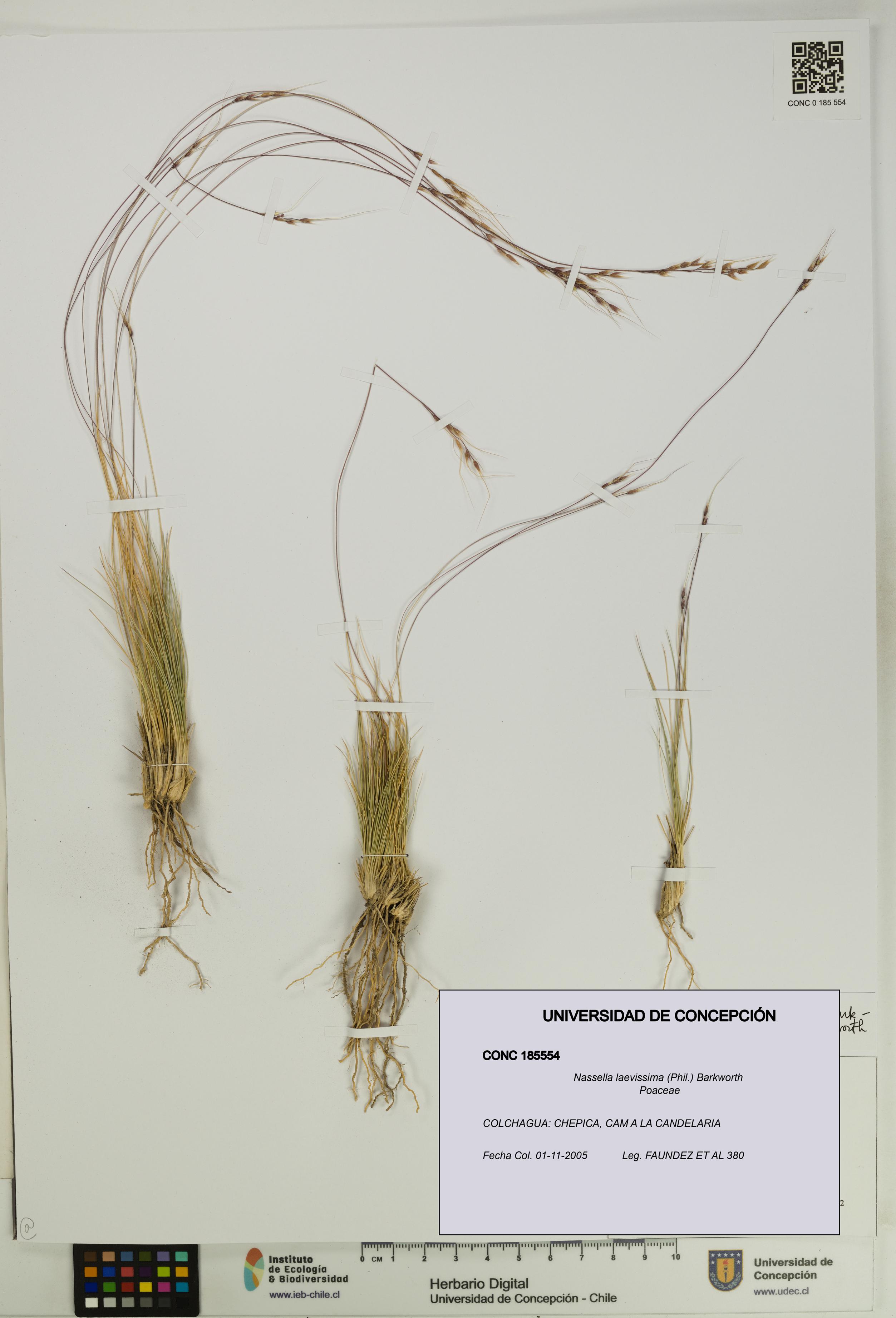 Nassella laevissima [Espécimen: UDEC:CONC:0185554]