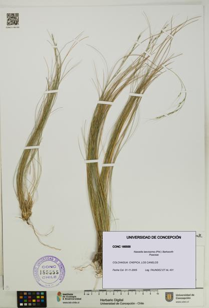 Nassella laevissima [Espécimen: UDEC:CONC:0185555]