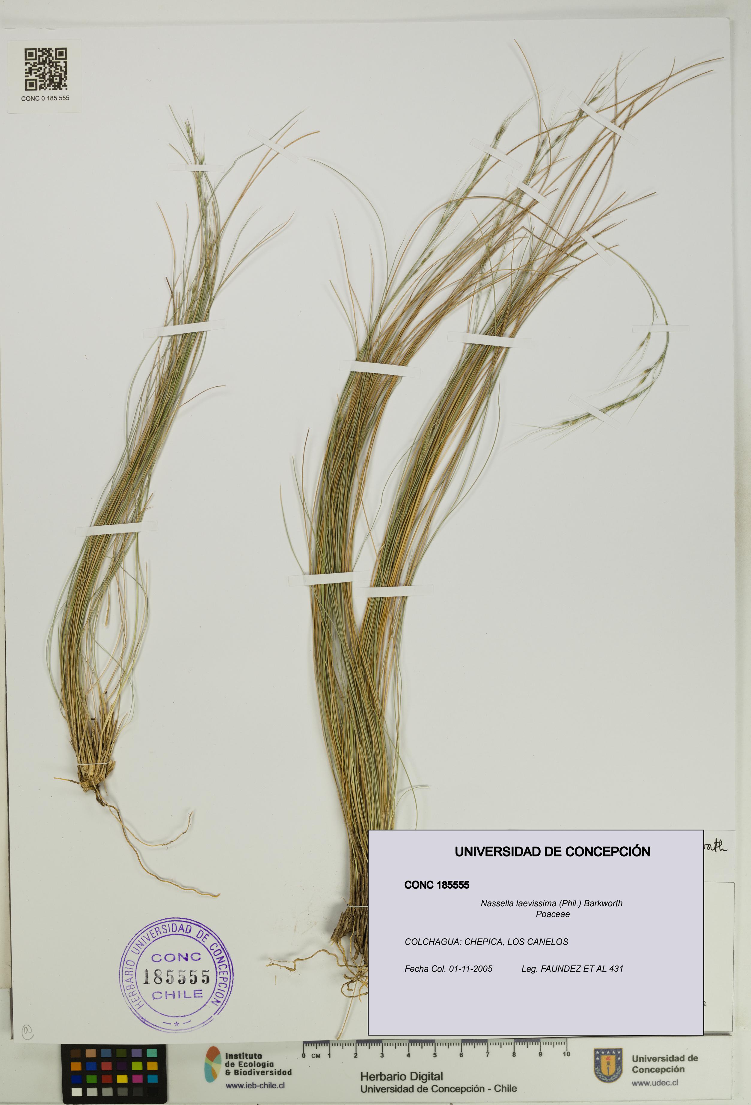 Nassella laevissima [Espécimen: UDEC:CONC:0185555]