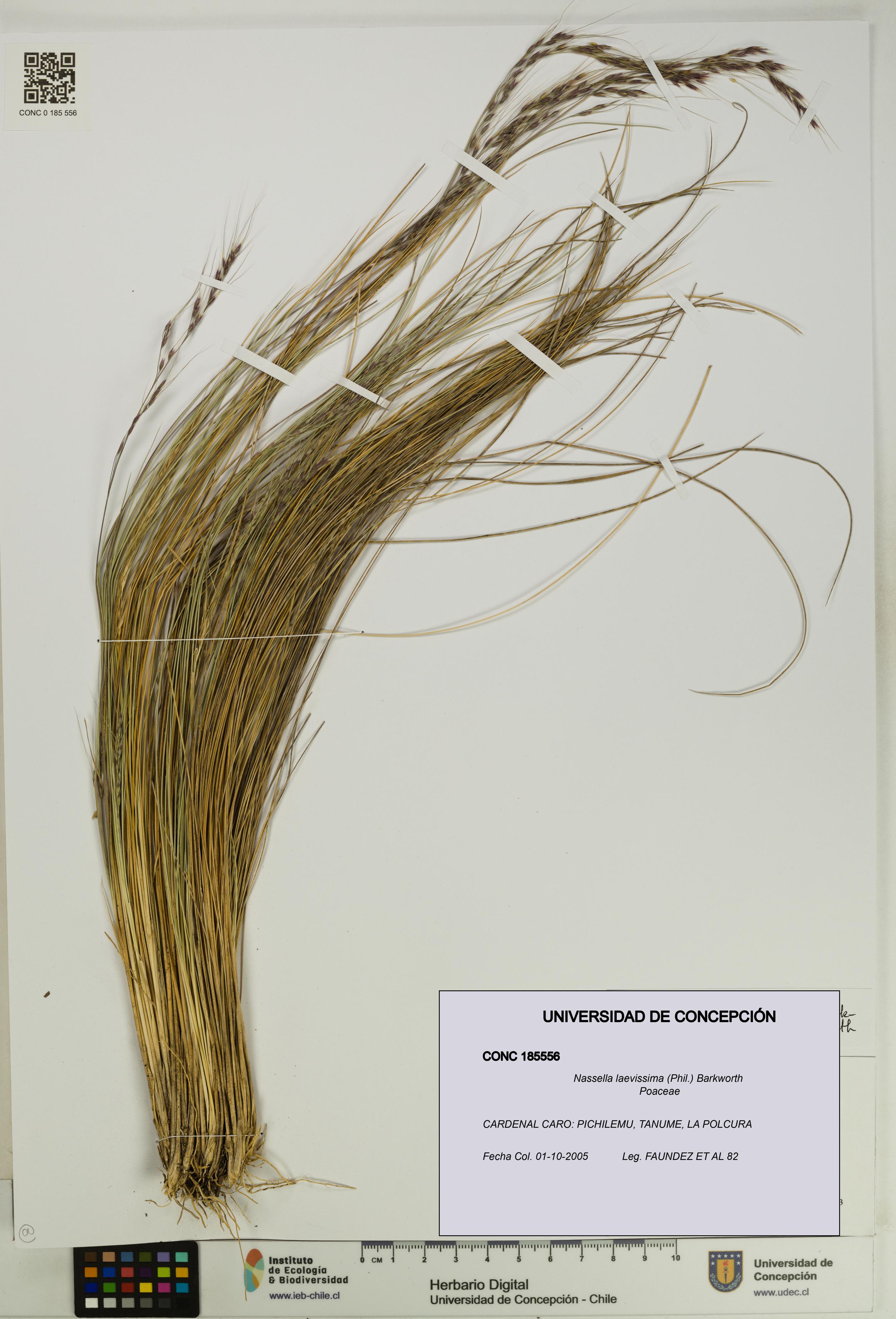 Nassella laevissima [Espécimen: UDEC:CONC:0185556]