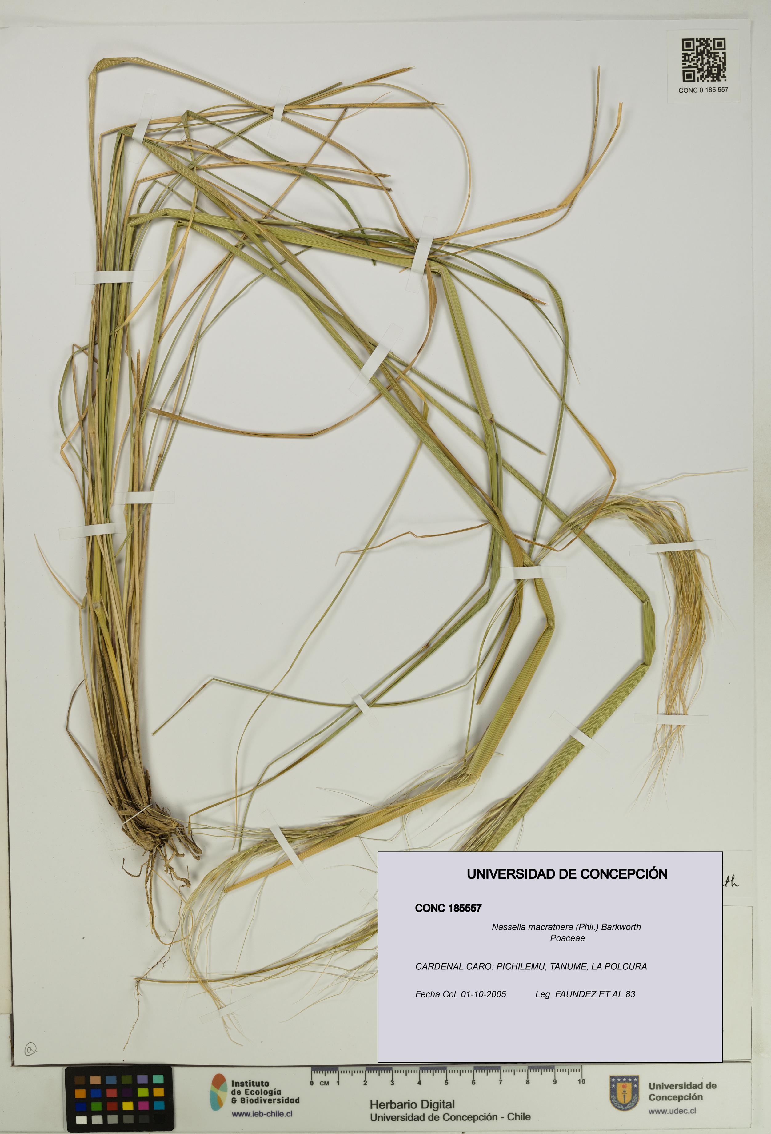 Nassella macrathera [Espécimen: UDEC:CONC:0185557]