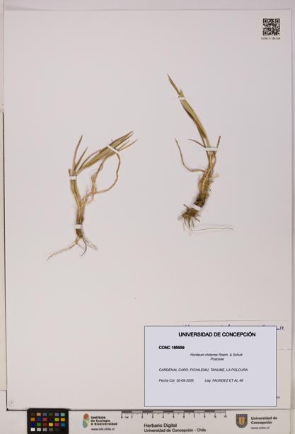 Hordeum chilense [Espécimen: UDEC:CONC:0185559]