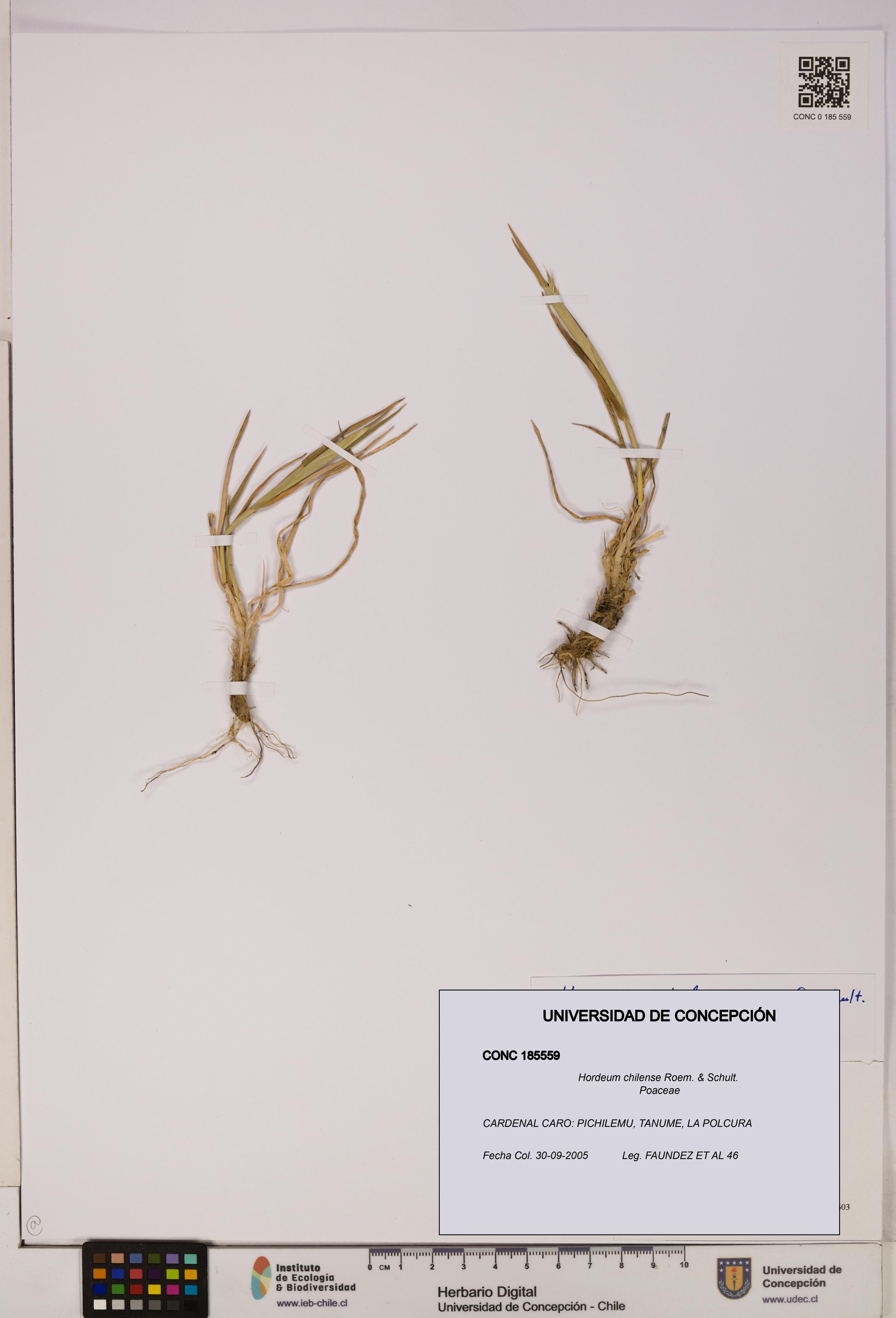 Hordeum chilense [Espécimen: UDEC:CONC:0185559]