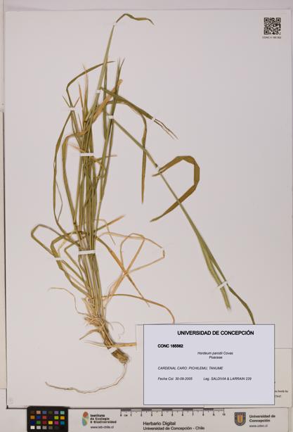 Hordeum parodii [Espécimen: UDEC:CONC:0185562]