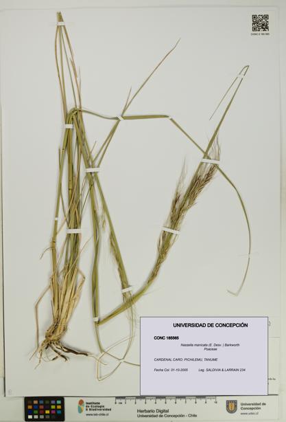 Nassella manicata [Espécimen: UDEC:CONC:0185565]