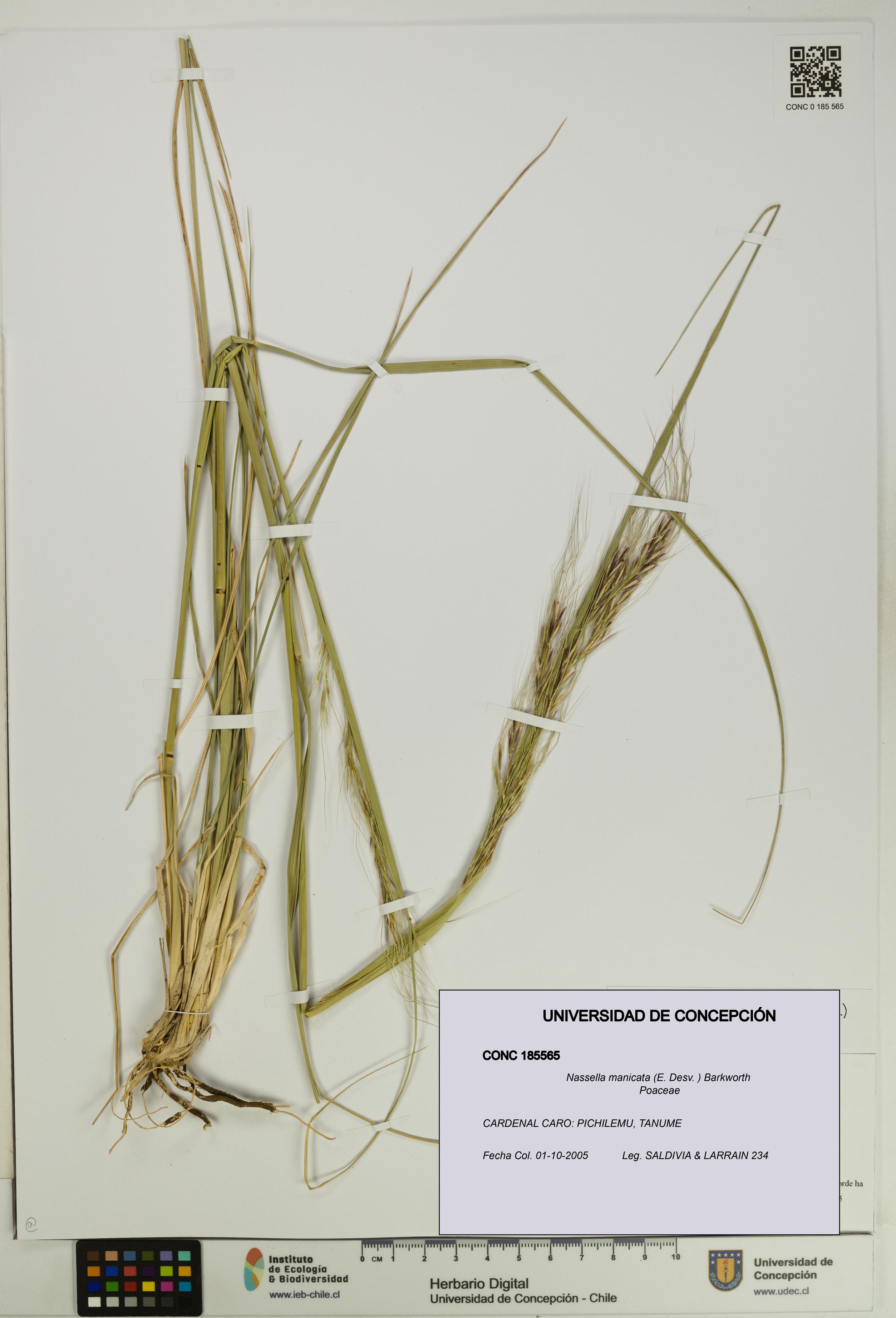 Nassella manicata [Espécimen: UDEC:CONC:0185565]