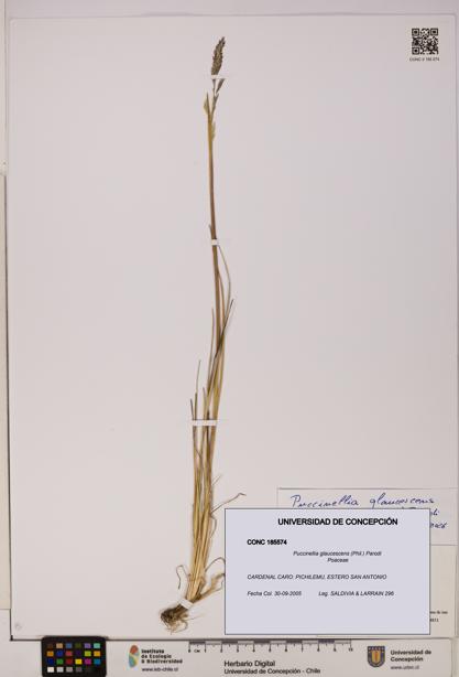 Puccinellia glaucescens [Espécimen: UDEC:CONC:0185574]
