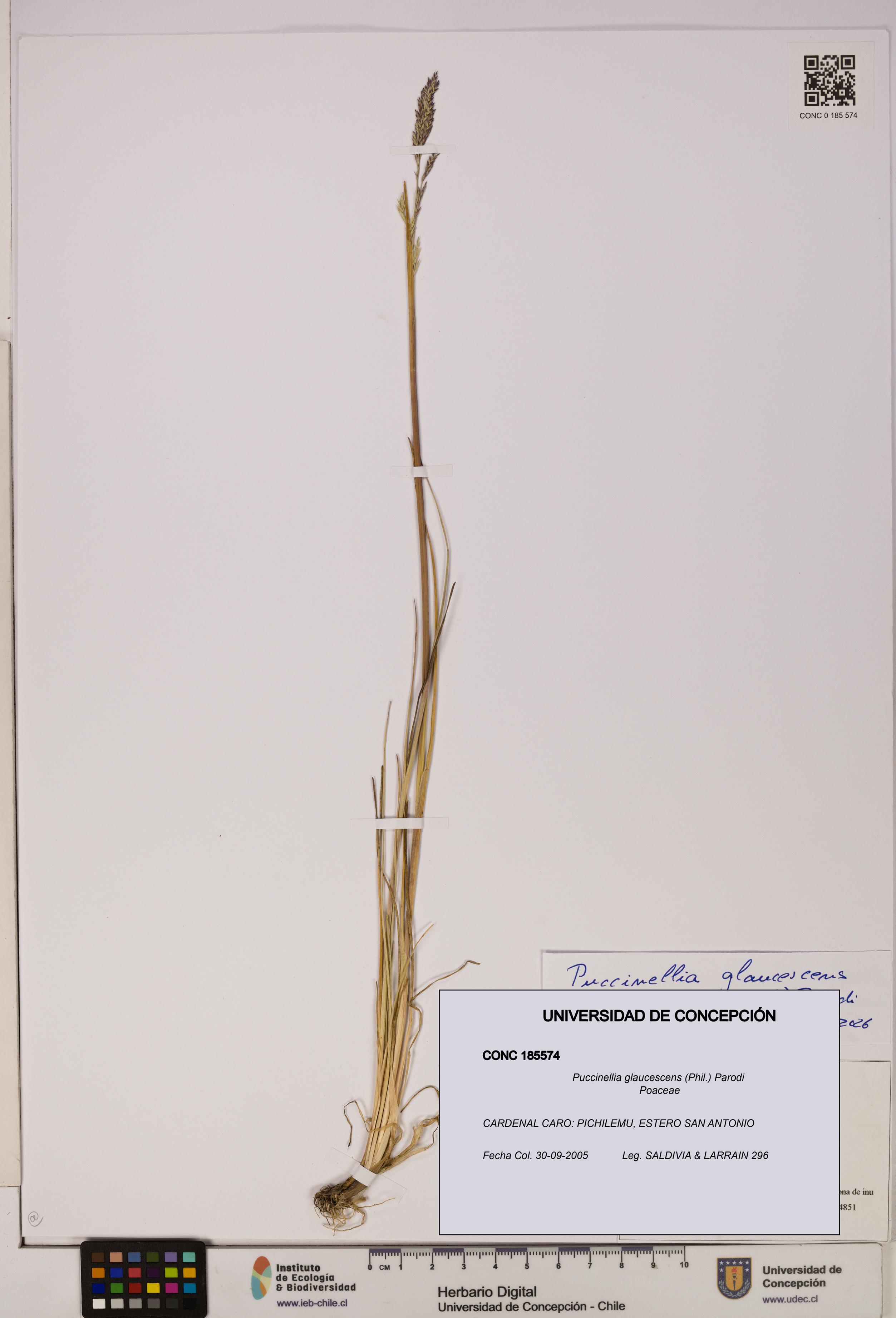 Puccinellia glaucescens [Espécimen: UDEC:CONC:0185574]