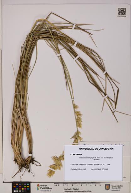 Festuca acanthophylla [Espécimen: UDEC:CONC:0185576]