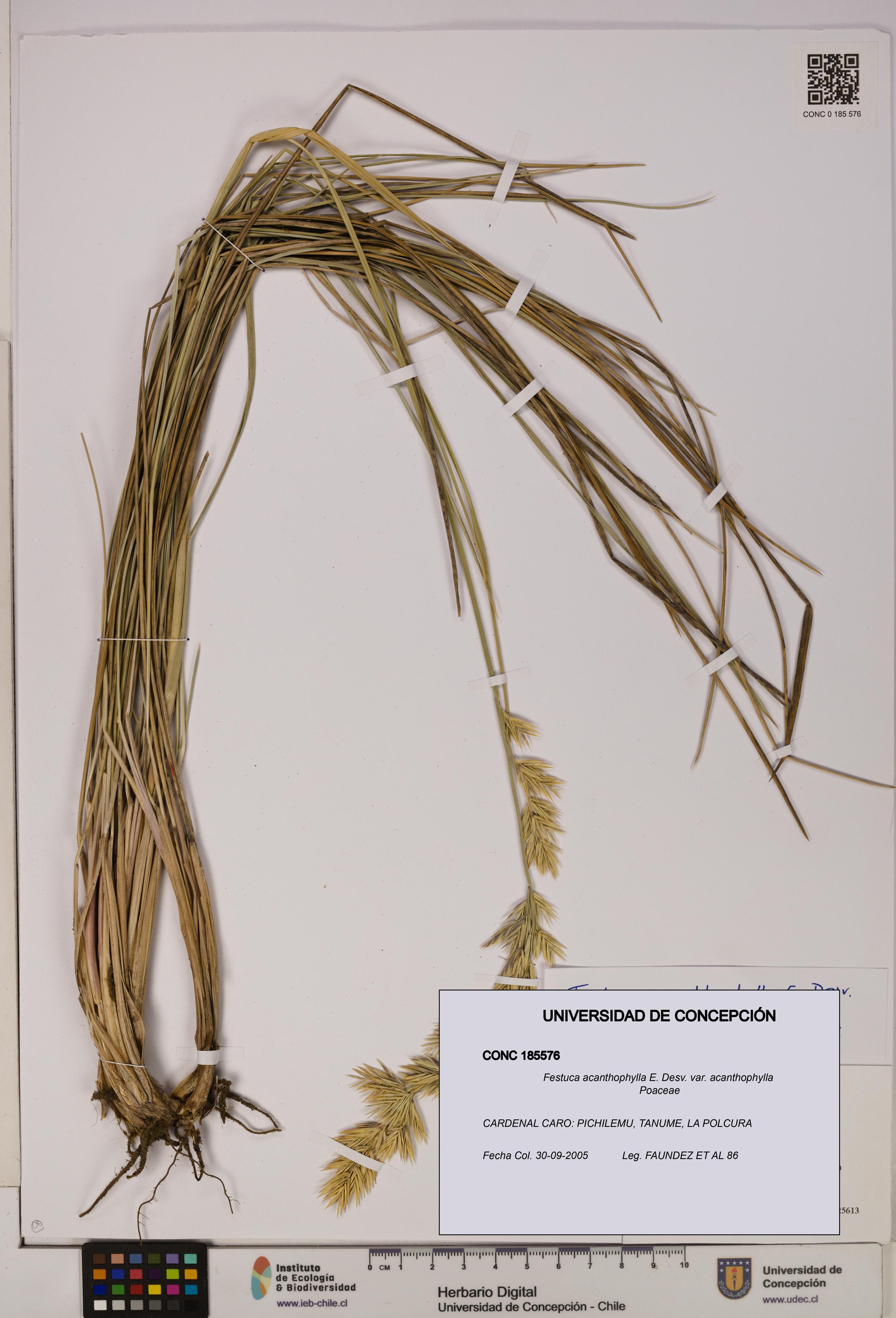 Festuca acanthophylla [Espécimen: UDEC:CONC:0185576]