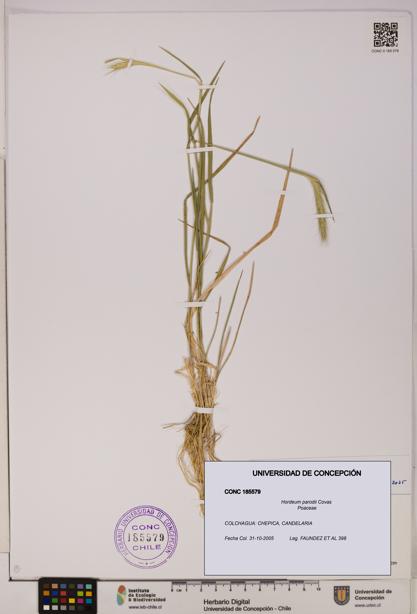 Hordeum parodii [Espécimen: UDEC:CONC:0185579]