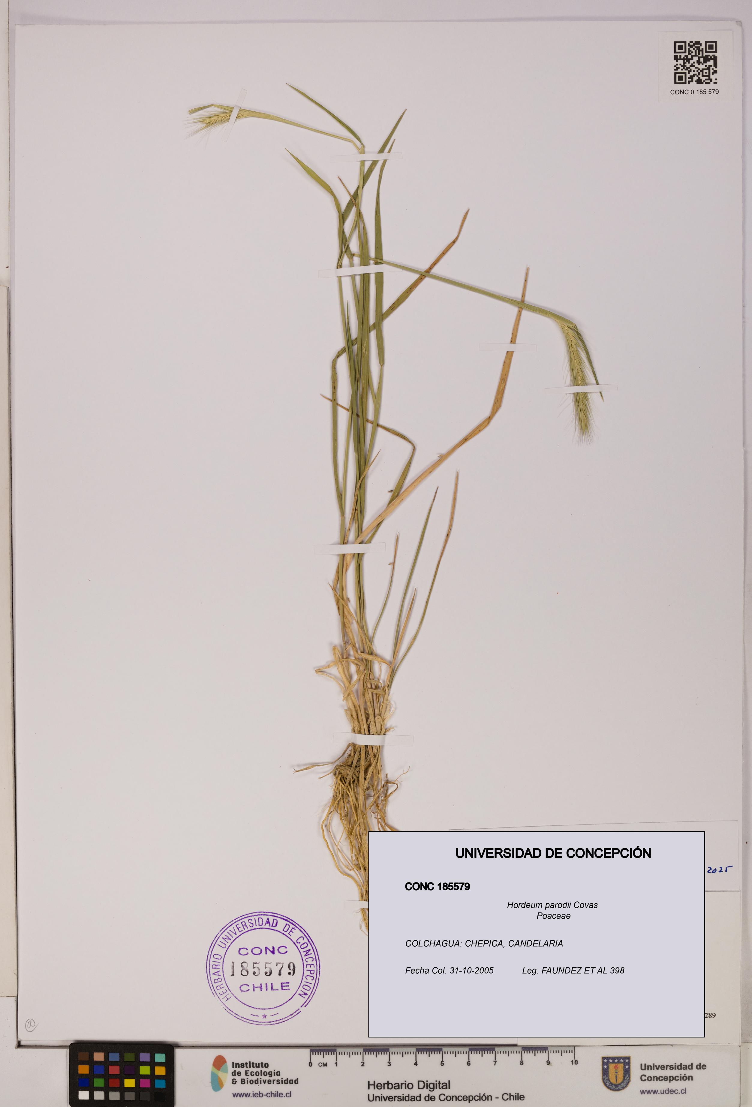 Hordeum parodii [Espécimen: UDEC:CONC:0185579]