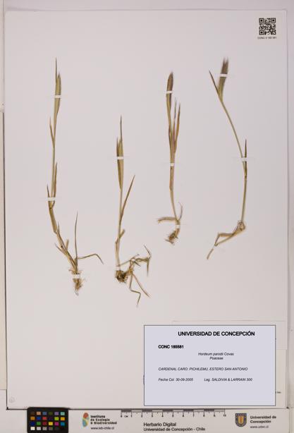 Hordeum parodii [Espécimen: UDEC:CONC:0185581]