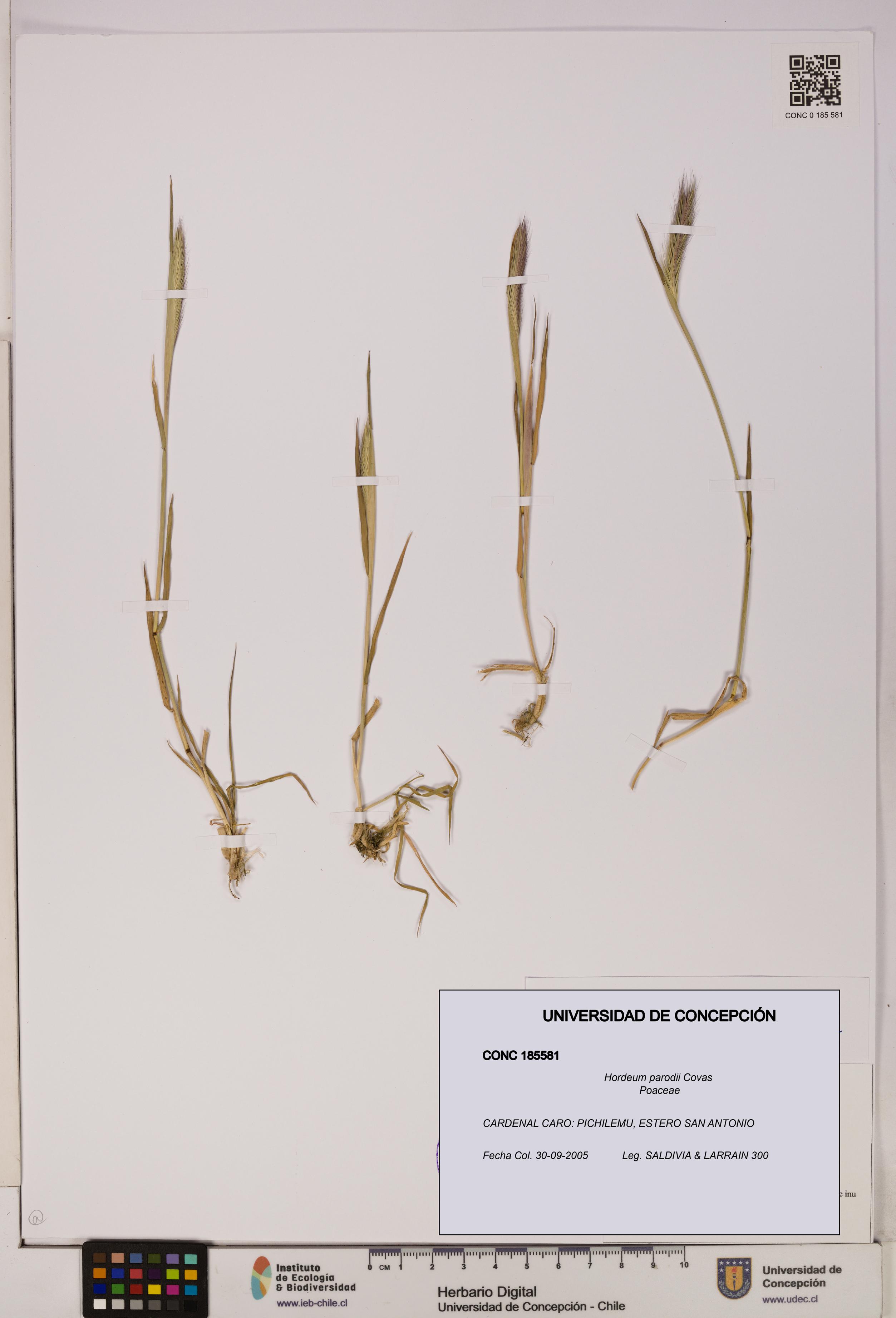 Hordeum parodii [Espécimen: UDEC:CONC:0185581]