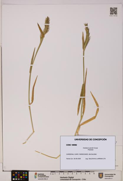 Hordeum parodii [Espécimen: UDEC:CONC:0185582]