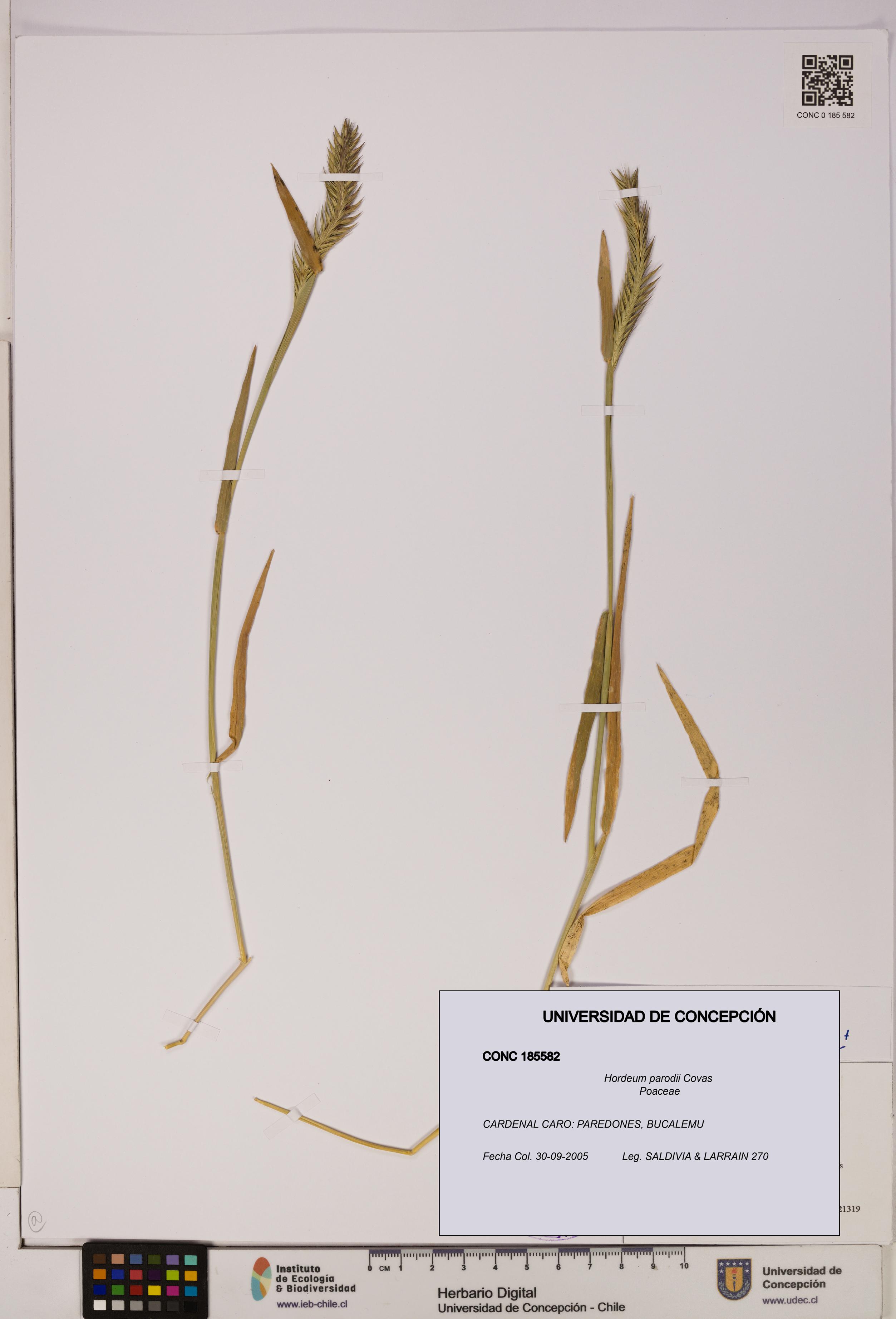 Hordeum parodii [Espécimen: UDEC:CONC:0185582]