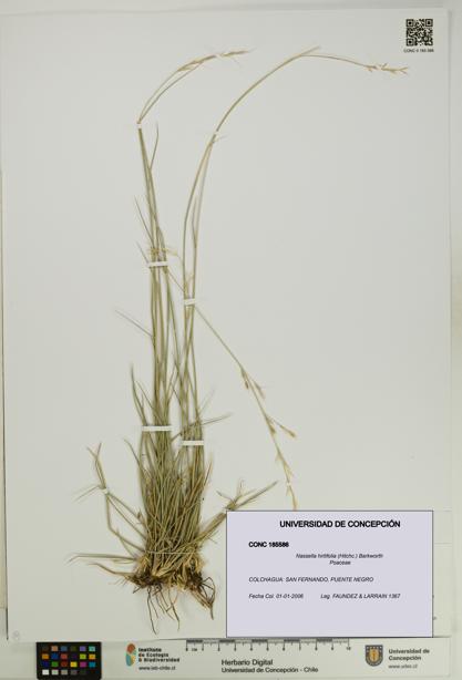 Nassella hirtifolia [Espécimen: UDEC:CONC:0185586]