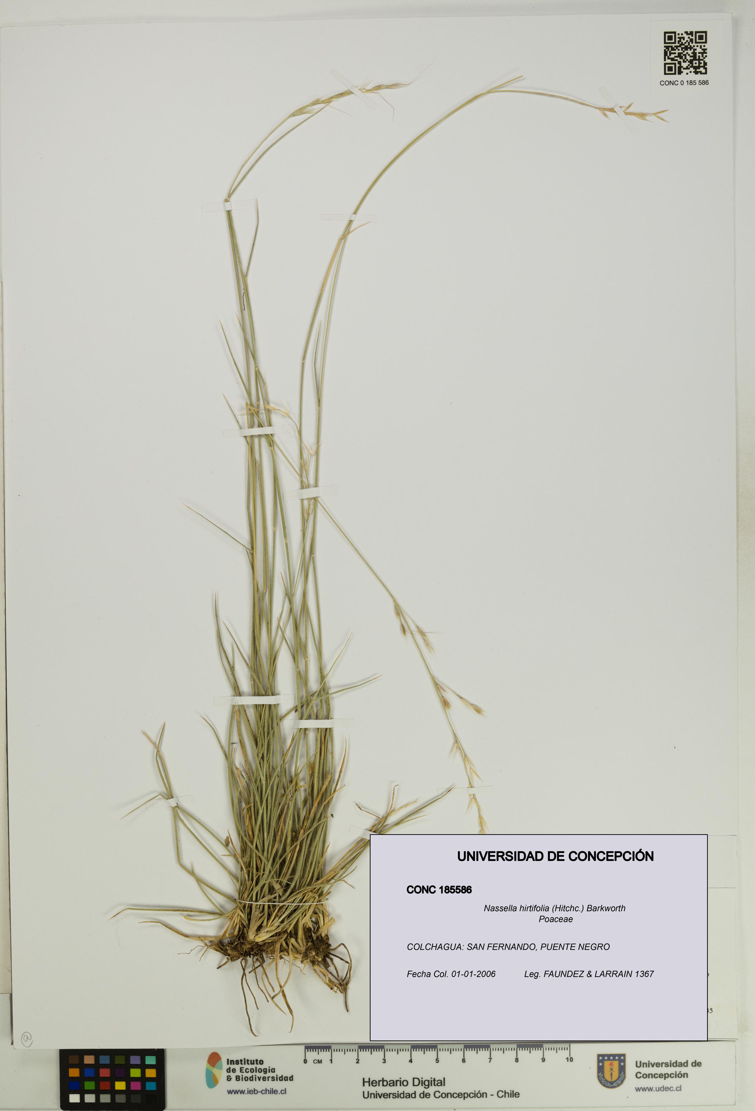 Nassella hirtifolia [Espécimen: UDEC:CONC:0185586]
