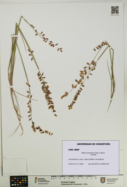 Melica commersonii [Espécimen: UDEC:CONC:0185587]