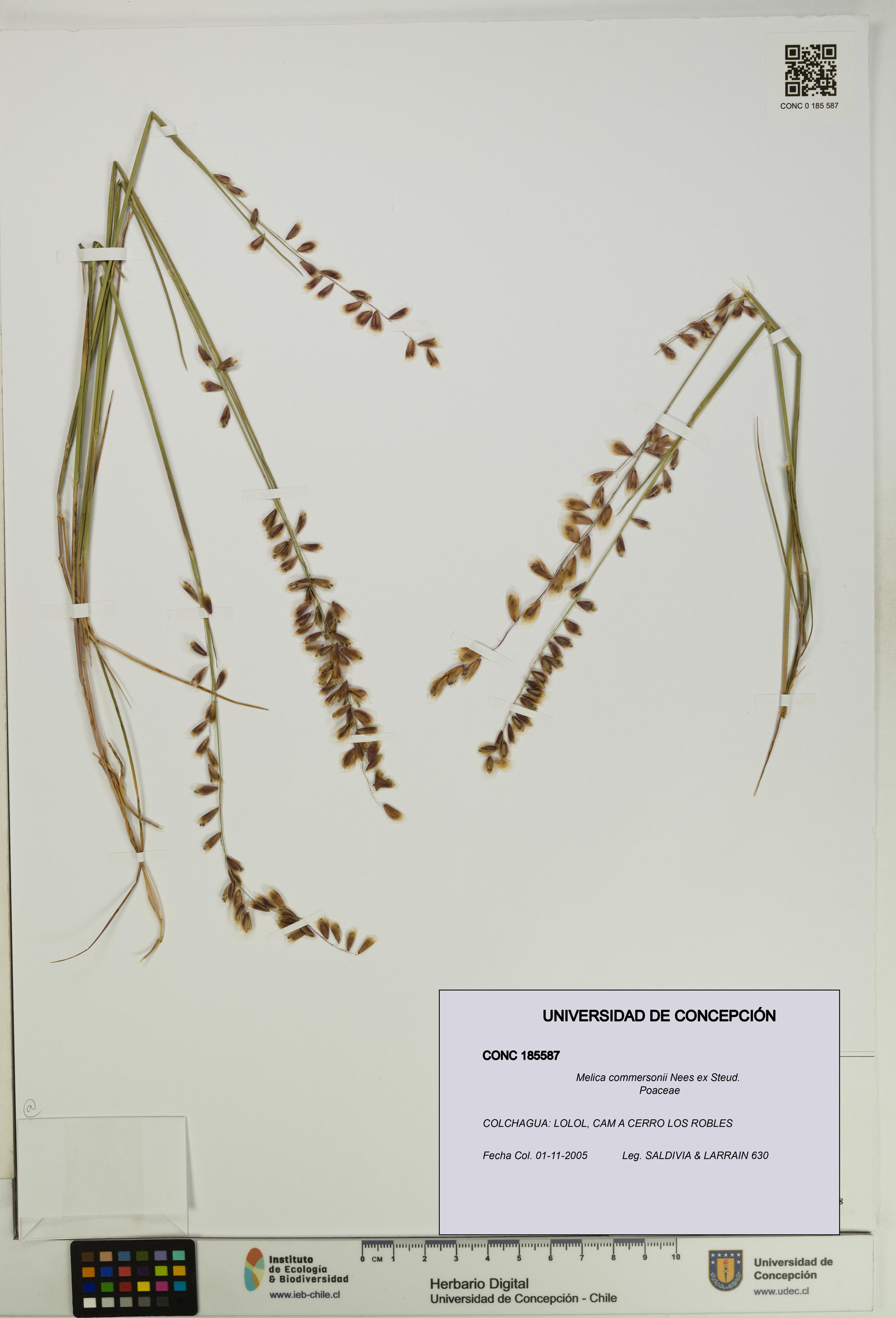 Melica commersonii [Espécimen: UDEC:CONC:0185587]