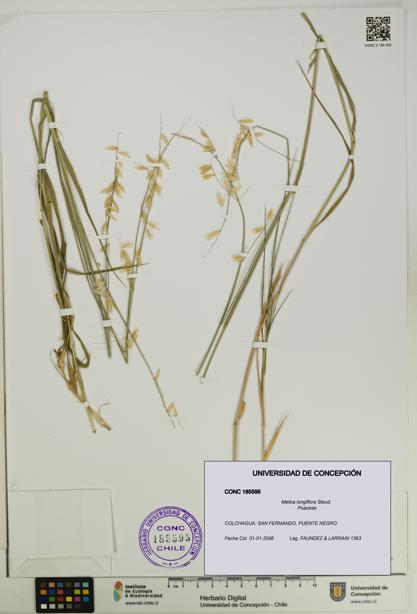 Melica longiflora [Espécimen: UDEC:CONC:0185595]