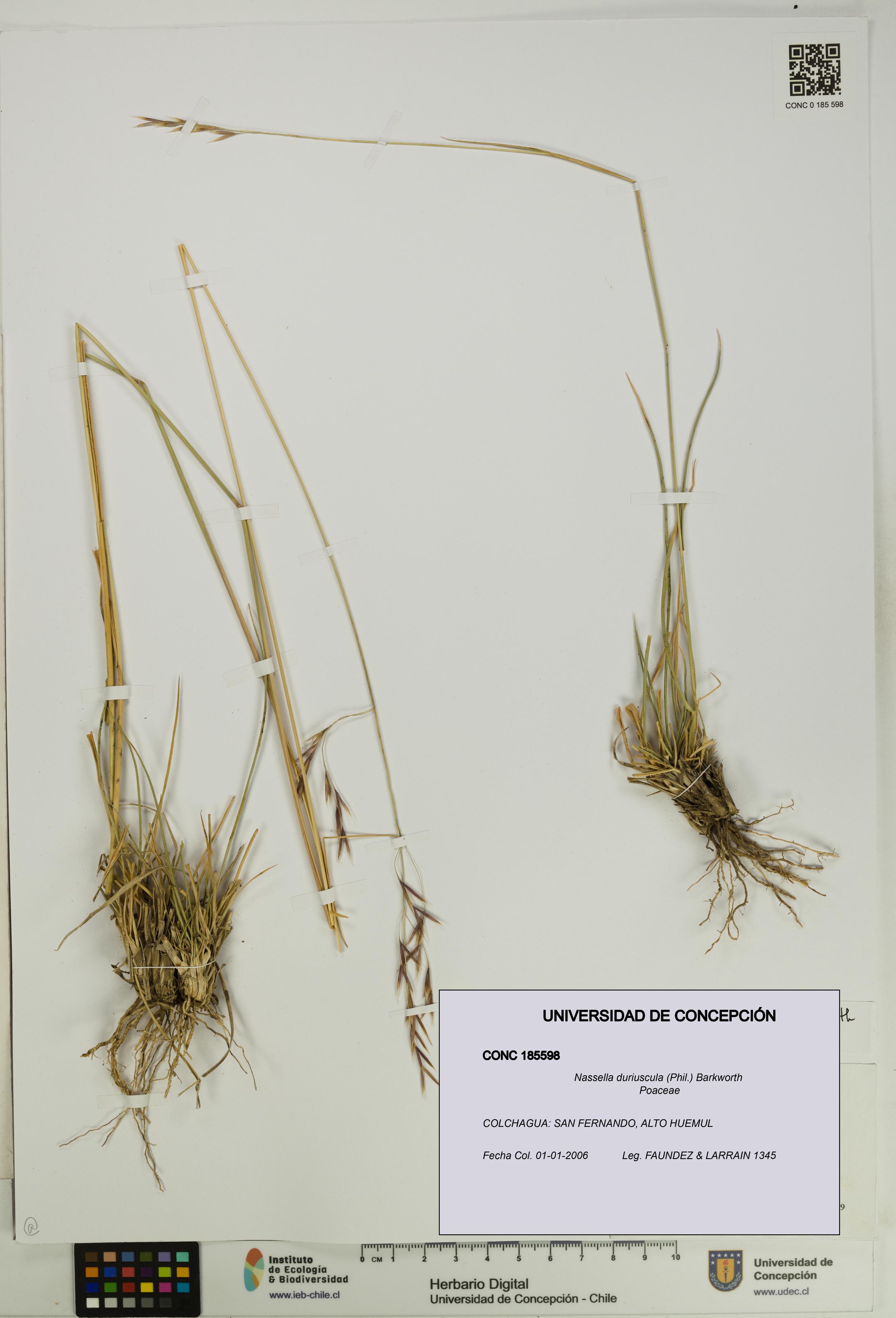 Nassella duriuscula [Espécimen: UDEC:CONC:0185598]