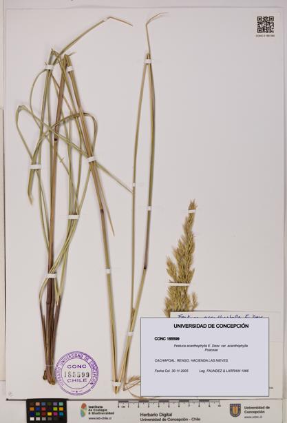 Festuca acanthophylla [Espécimen: UDEC:CONC:0185599]