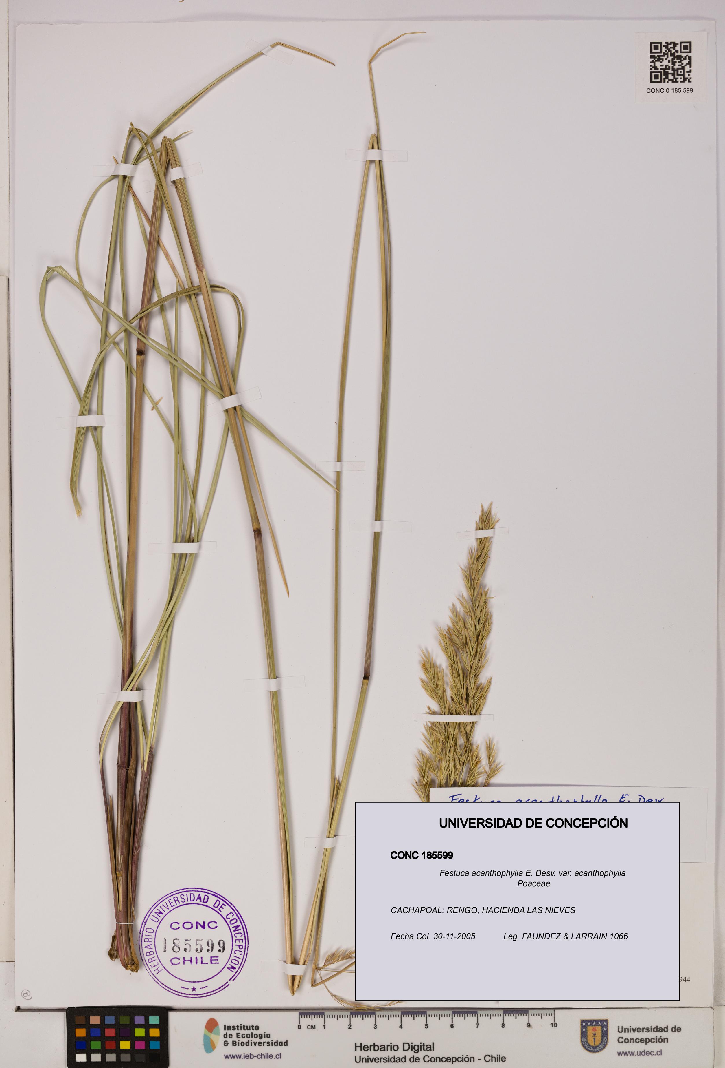 Festuca acanthophylla [Espécimen: UDEC:CONC:0185599]