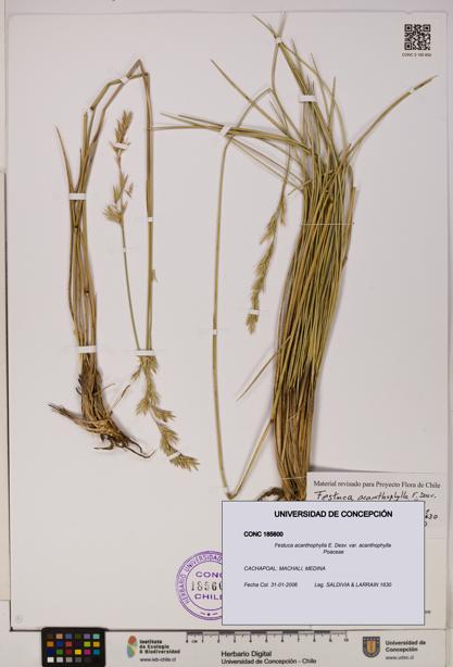 Festuca acanthophylla [Espécimen: UDEC:CONC:0185600]
