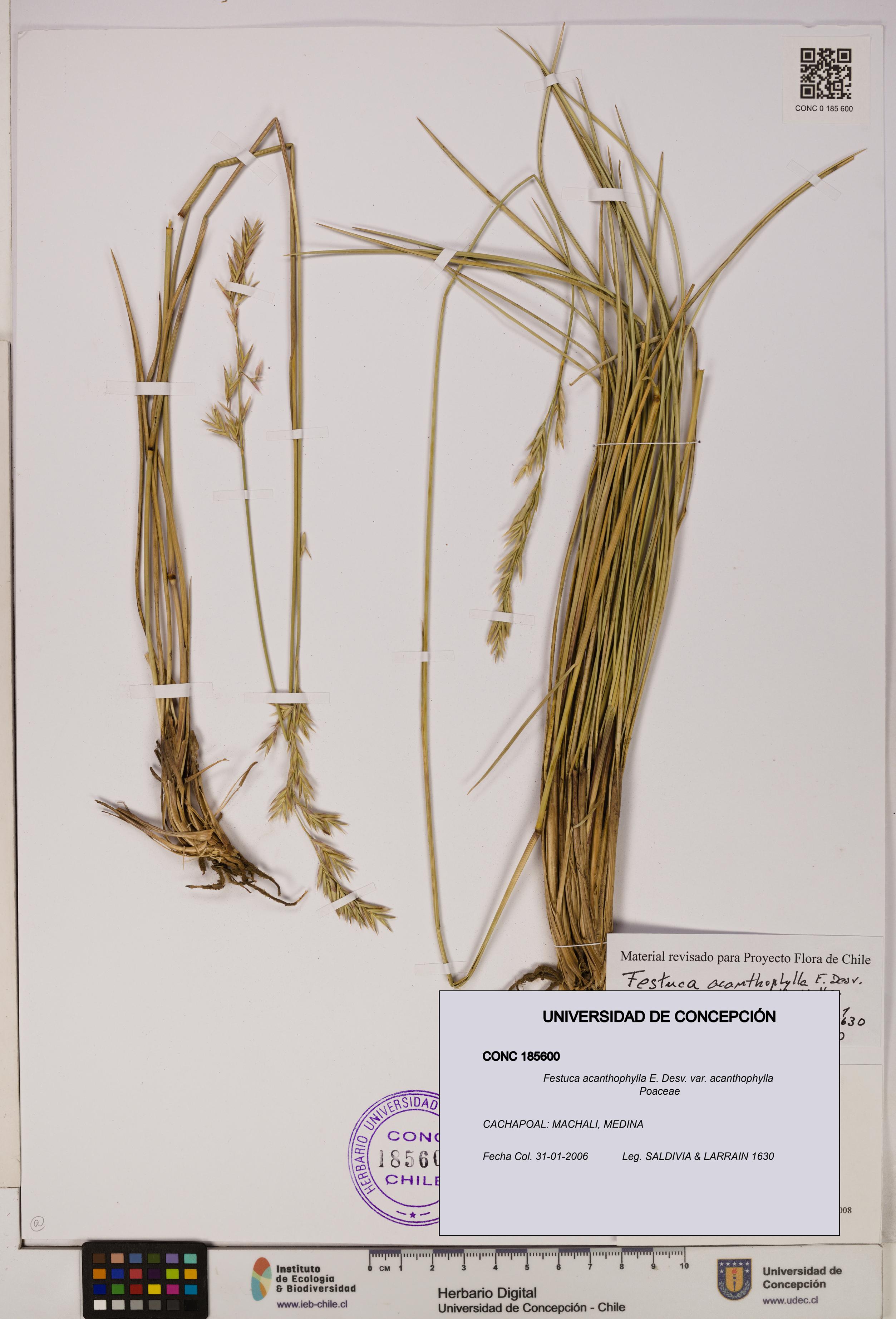 Festuca acanthophylla [Espécimen: UDEC:CONC:0185600]