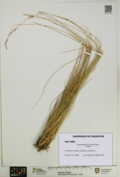 Nassella gibba [Espécimen: UDEC:CONC:0185602]