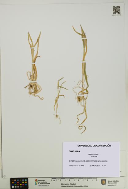 Lagurus ovatus [Espécimen: UDEC:CONC:0185614]