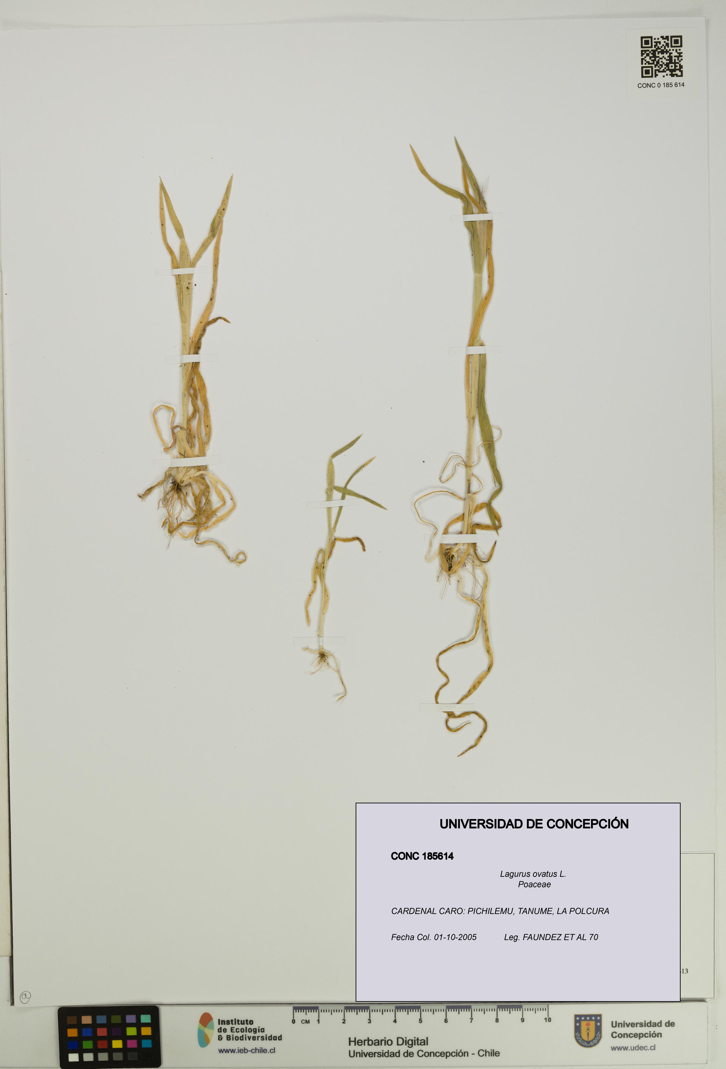 Lagurus ovatus [Espécimen: UDEC:CONC:0185614]