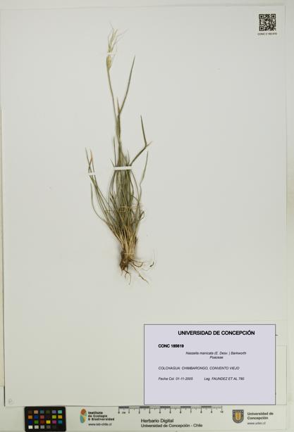 Nassella manicata [Espécimen: UDEC:CONC:0185619]