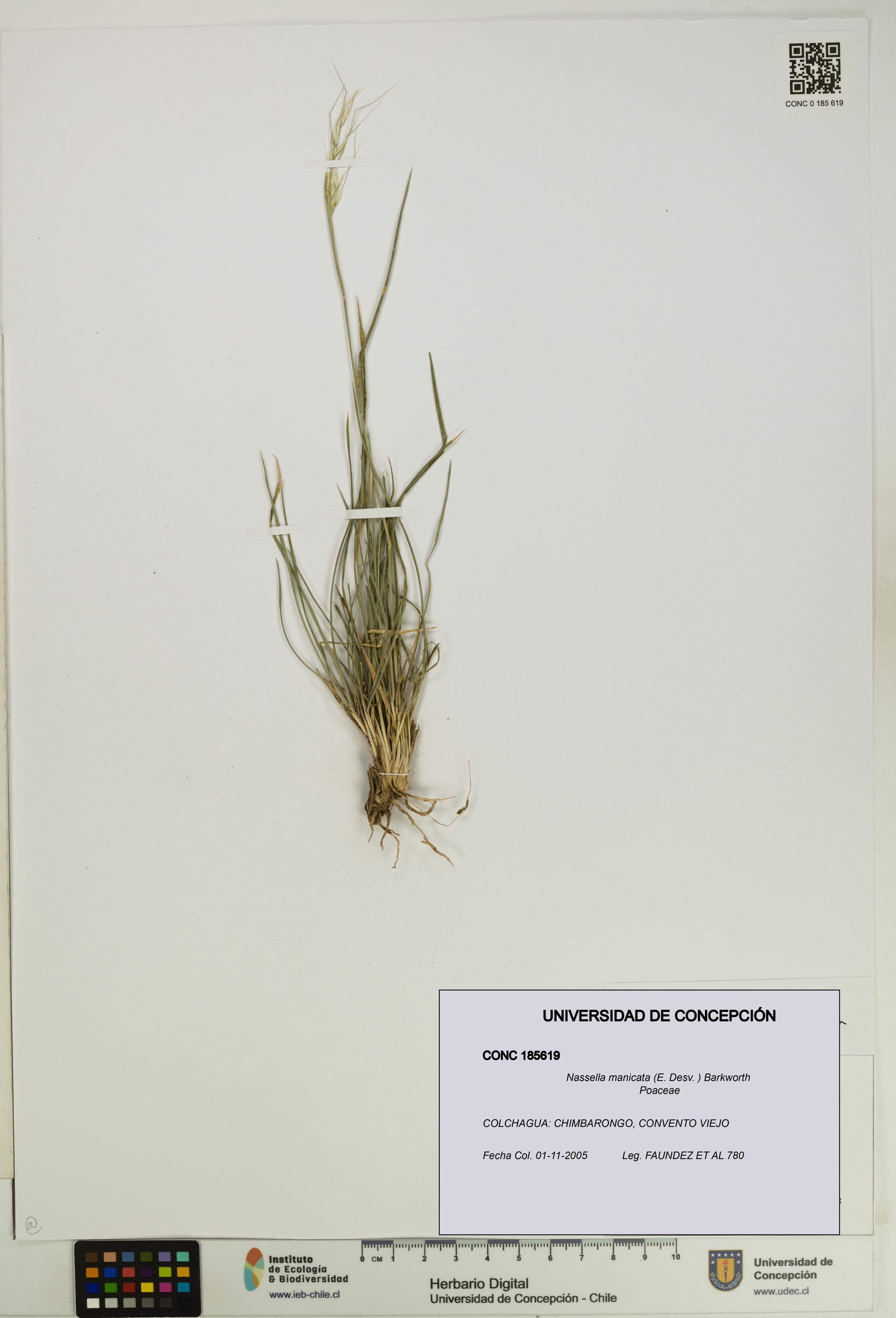 Nassella manicata [Espécimen: UDEC:CONC:0185619]