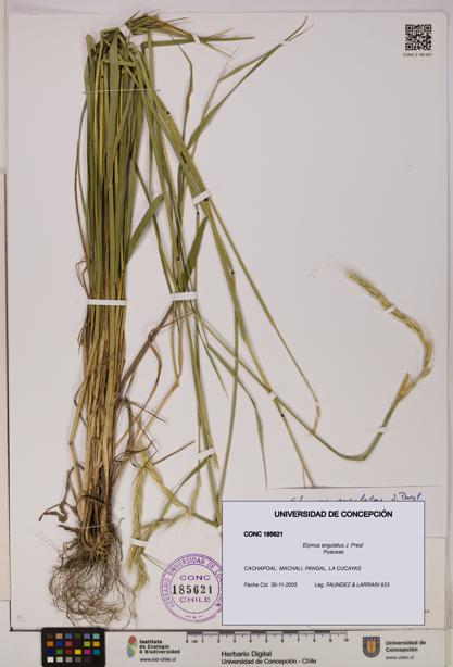 Elymus angulatus [Espécimen: UDEC:CONC:0185621]