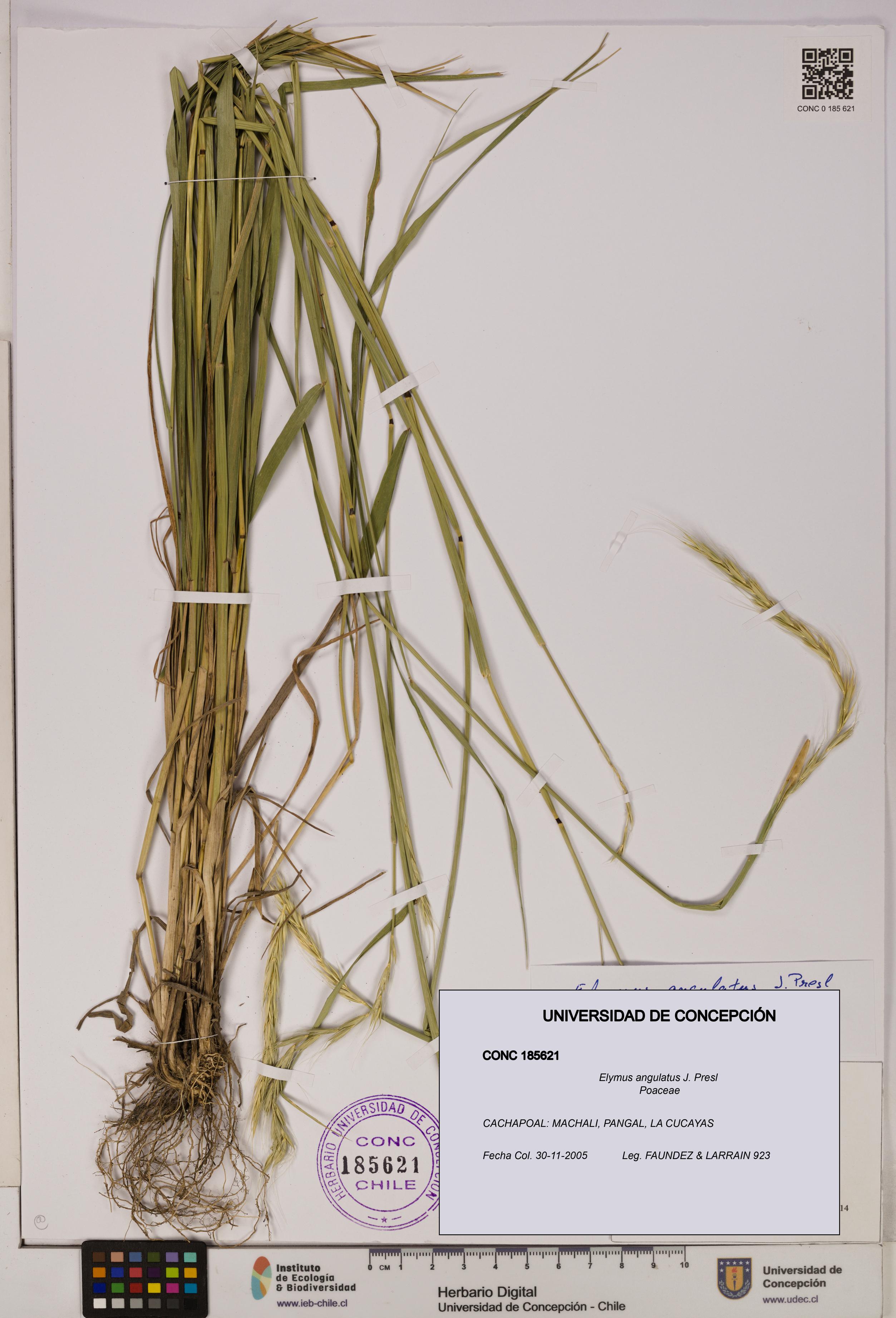 Elymus angulatus [Espécimen: UDEC:CONC:0185621]